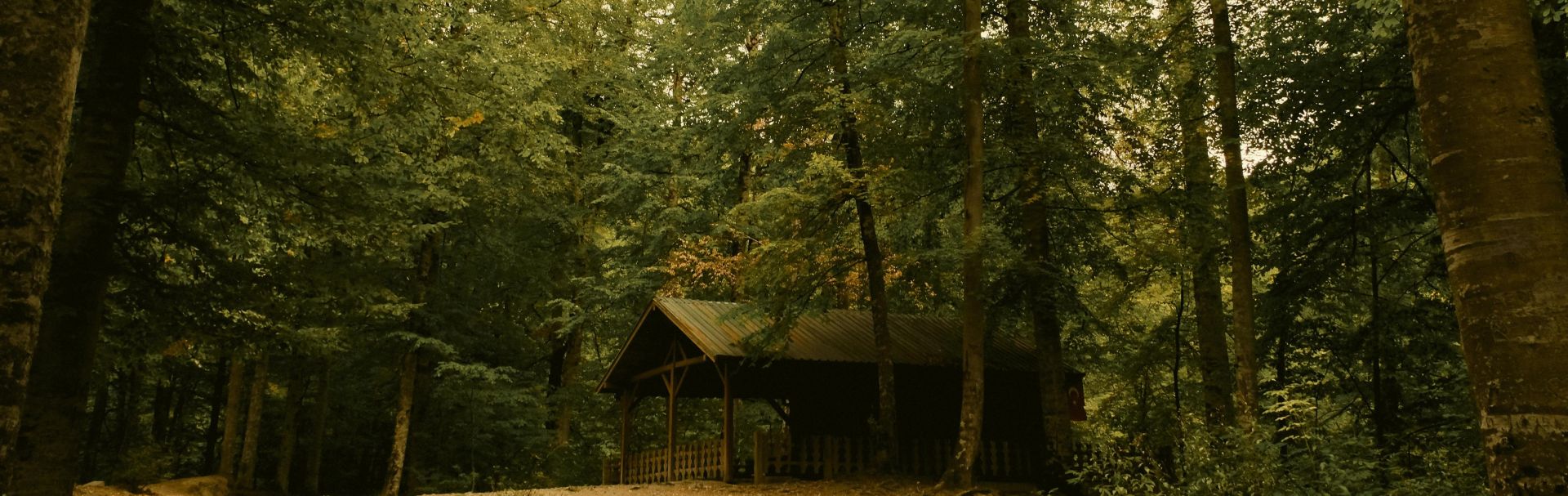 Tranquil forest landscape featuring a rustic cabin nestled among tall trees.
